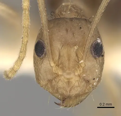 Anoplolepis kohli specimen