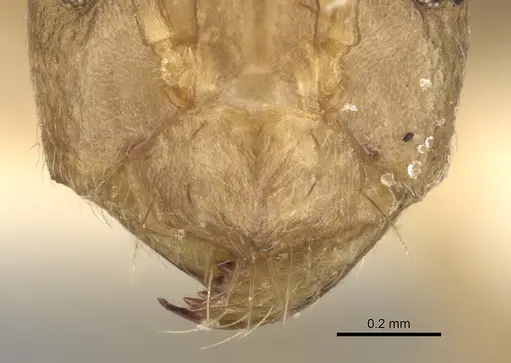 Anoplolepis kohli specimen