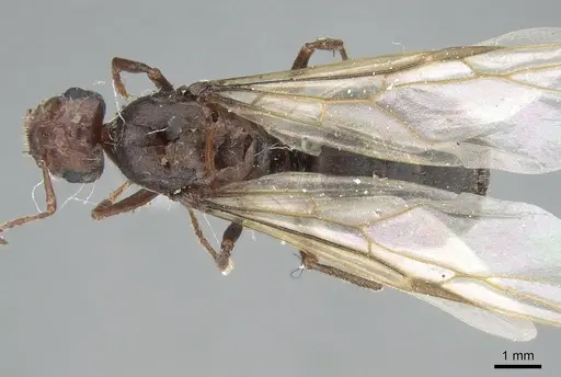Anoplolepis nuptialis specimen