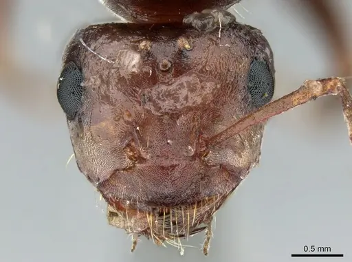 Anoplolepis nuptialis specimen