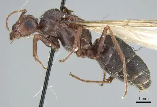 Anoplolepis nuptialis specimen