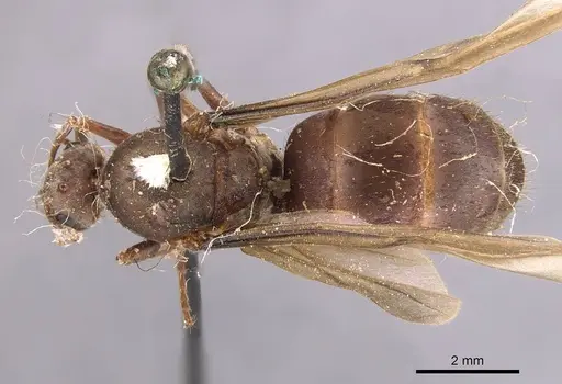 Anoplolepis opaciventris specimen