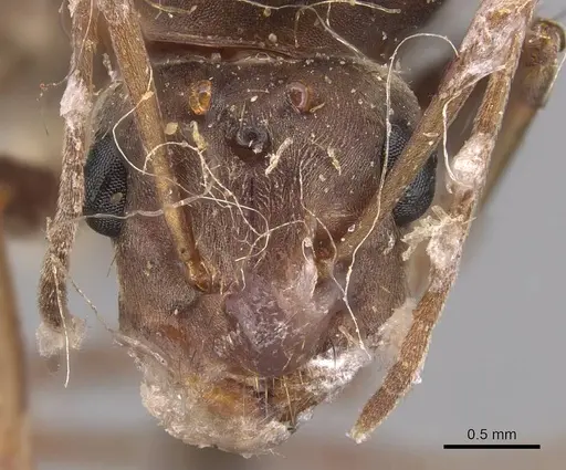 Anoplolepis opaciventris specimen