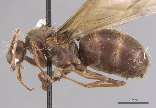 Anoplolepis opaciventris specimen