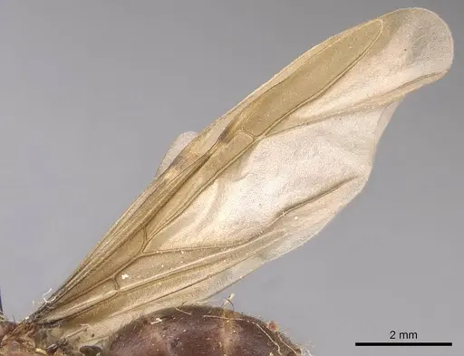 Anoplolepis opaciventris - CASENT0905136