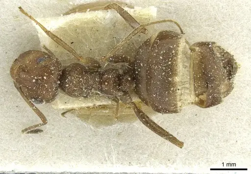 Anoplolepis rufescens specimen
