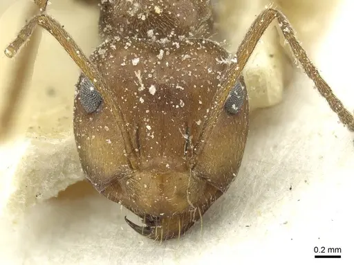 Anoplolepis rufescens specimen