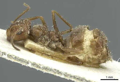 Anoplolepis rufescens specimen