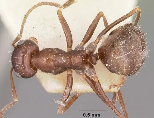 Anoplolepis steingroeveri specimen