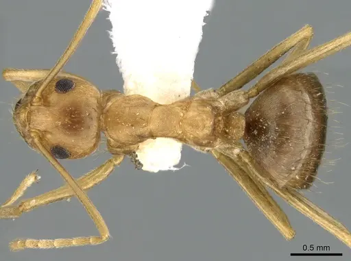 Anoplolepis tenella specimen