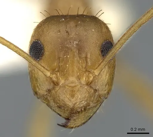 Anoplolepis tenella specimen