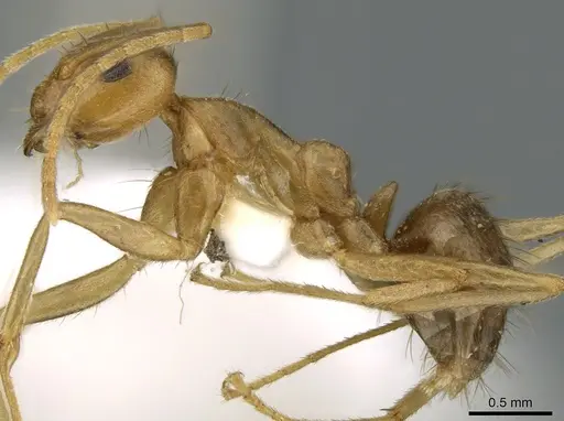 Anoplolepis tenella specimen