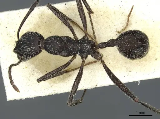 Aphaenogaster afra specimen