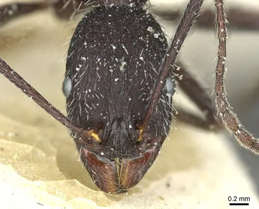 Aphaenogaster afra specimen