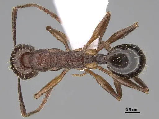 Aphaenogaster aktaci specimen