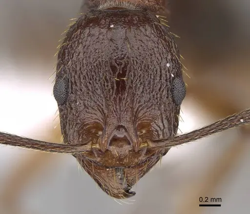 Aphaenogaster aktaci specimen