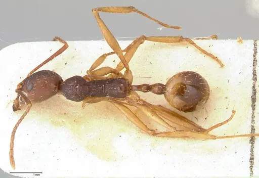 Aphaenogaster angulata specimen