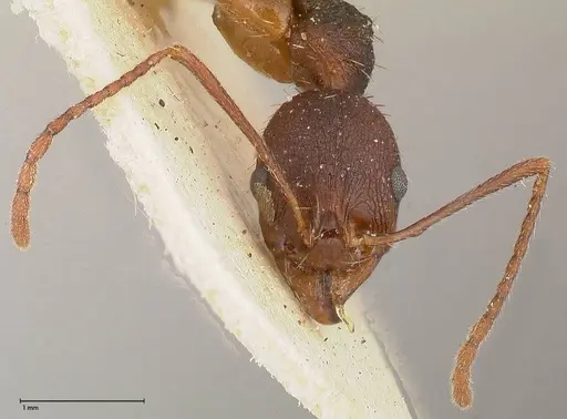 Aphaenogaster angulata specimen