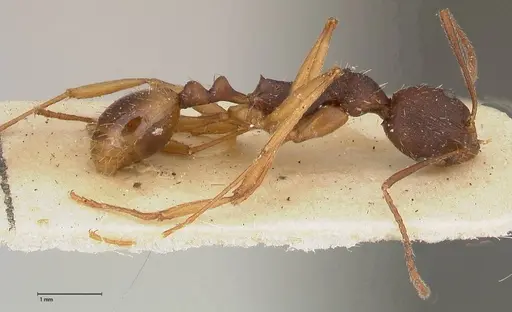 Aphaenogaster angulata specimen