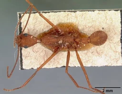 Aphaenogaster araneoides specimen