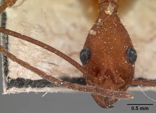 Aphaenogaster araneoides specimen