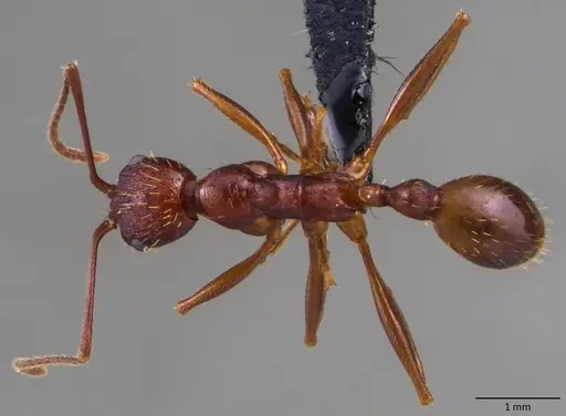 Aphaenogaster ashmeadi specimen