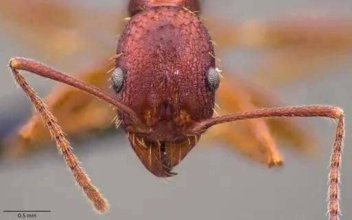 Aphaenogaster ashmeadi specimen