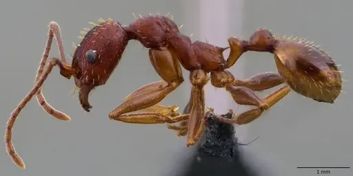 Aphaenogaster ashmeadi specimen