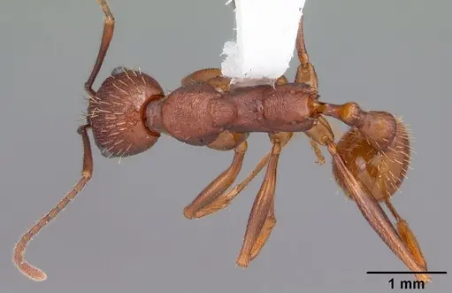 Aphaenogaster ashmeadi - CASENT0103560