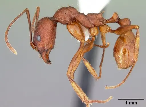 Aphaenogaster ashmeadi - CASENT0103560