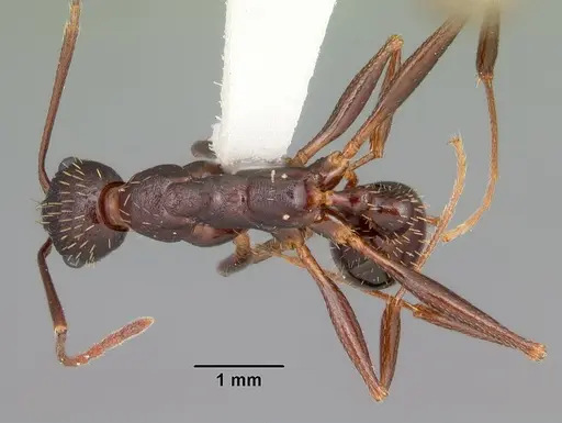 Aphaenogaster ashmeadi - CASENT0103563