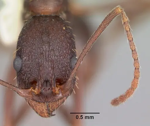 Aphaenogaster ashmeadi - CASENT0103563