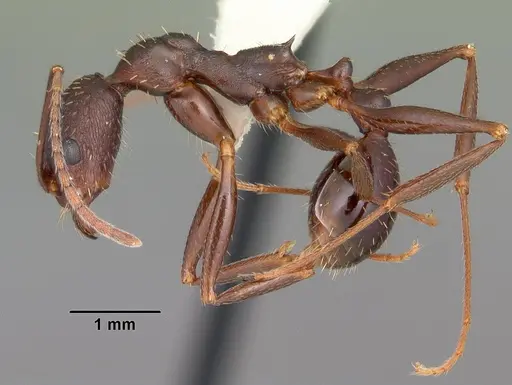 Aphaenogaster ashmeadi - CASENT0103563