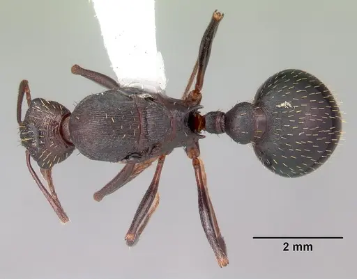 Aphaenogaster ashmeadi - CASENT0103566