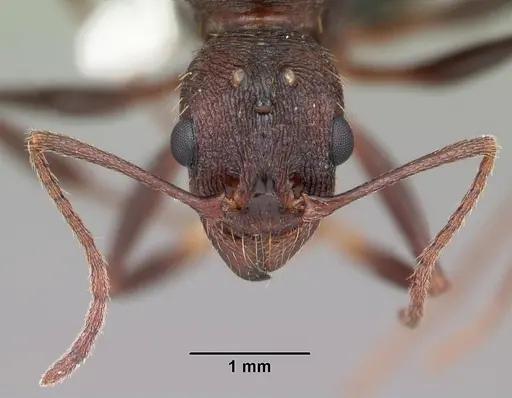 Aphaenogaster ashmeadi - CASENT0103566