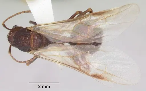 Aphaenogaster ashmeadi - CASENT0104853
