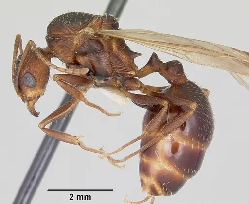 Aphaenogaster ashmeadi - CASENT0104853