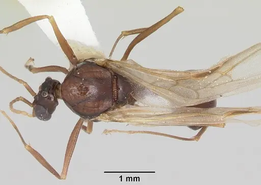 Aphaenogaster ashmeadi - CASENT0104854
