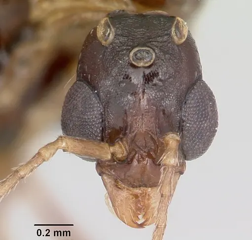 Aphaenogaster ashmeadi - CASENT0104854