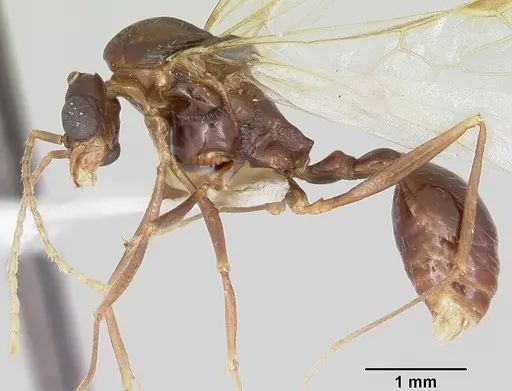 Aphaenogaster ashmeadi - CASENT0104854