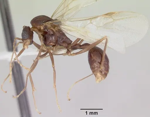 Aphaenogaster ashmeadi - CASENT0104854