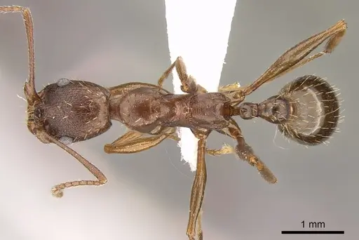 Aphaenogaster ashmeadi - CASENT0281182