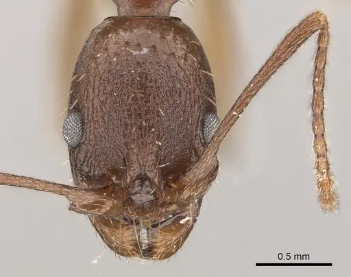 Aphaenogaster ashmeadi - CASENT0281182
