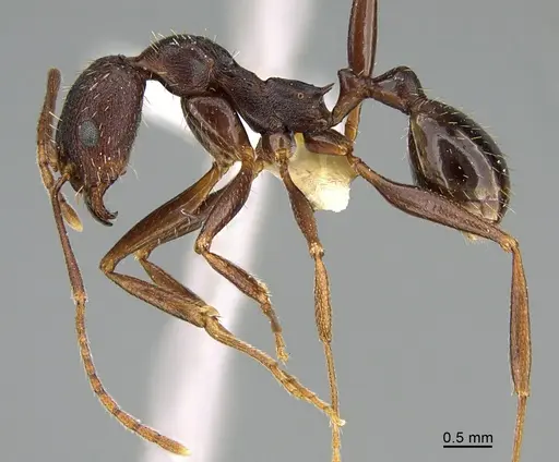 Aphaenogaster ashmeadi - CASENT0923571