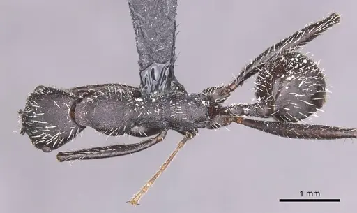 Aphaenogaster atlantis specimen