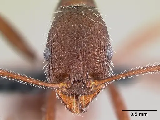 Aphaenogaster balcanica specimen