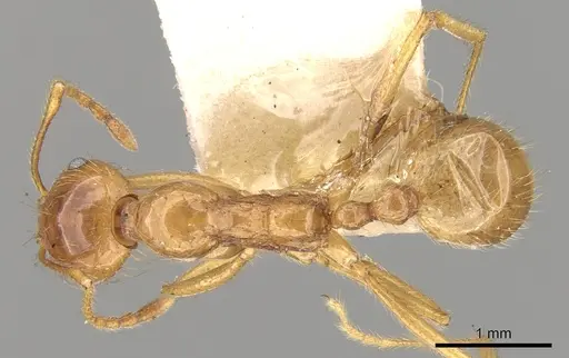 Aphaenogaster barbigula specimen