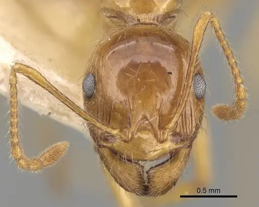 Aphaenogaster barbigula specimen