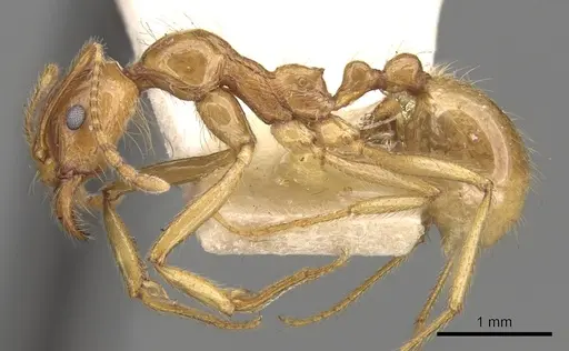 Aphaenogaster barbigula specimen