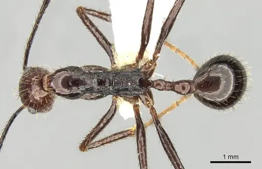 Aphaenogaster beccarii specimen